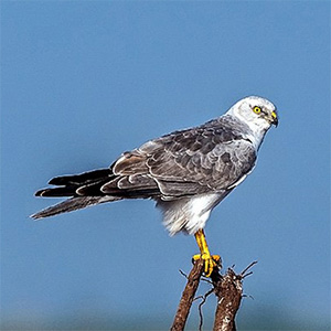 Pallid Harrier